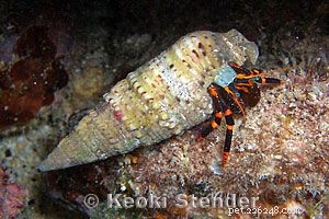 9 Hermit Crabs That Won’t Harm Your Reef Tank