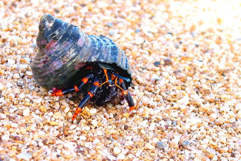9 Hermit Crabs That Won’t Harm Your Reef Tank