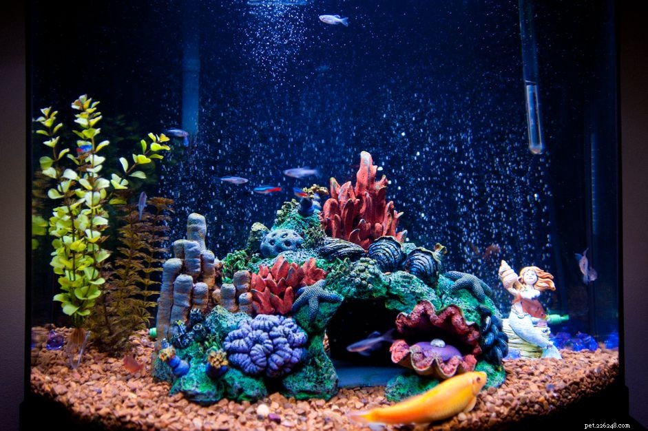 Optimal Lighting for Saltwater Aquariums: A Guide for Fish, Invertebrates, and Corals