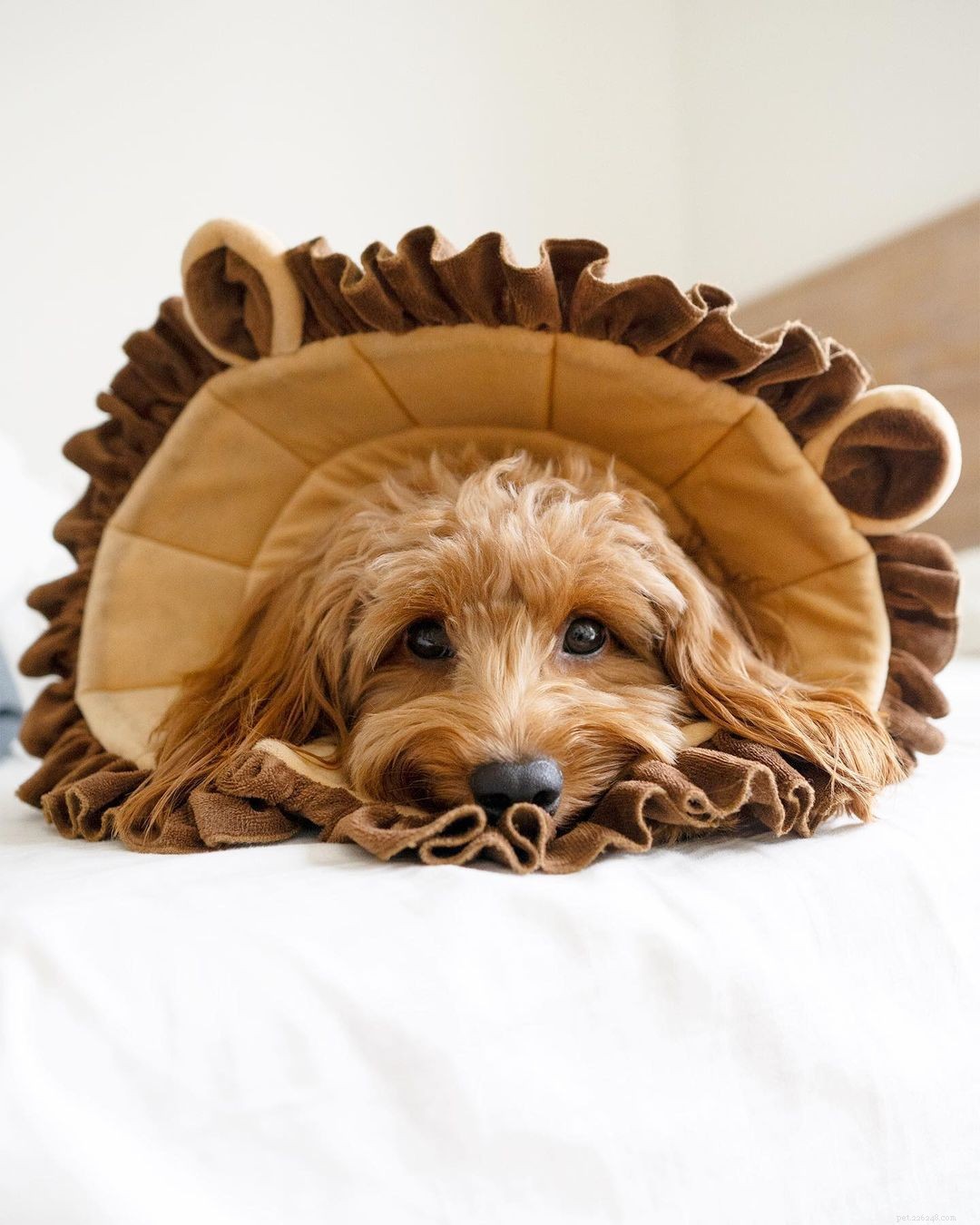 7 Must‑Follow Goldendoodle Instagram Accounts