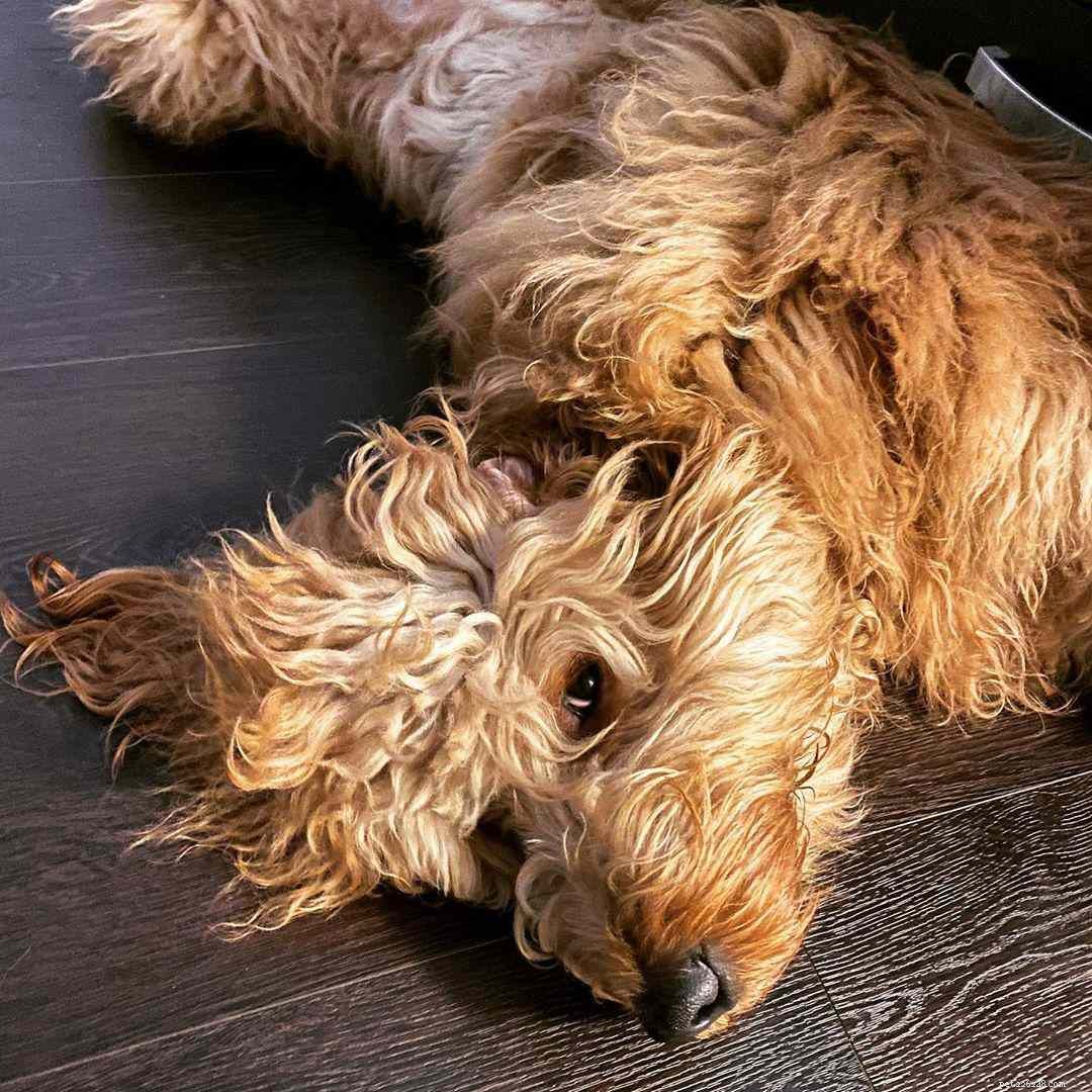 7 Must‑Follow Goldendoodle Instagram Accounts