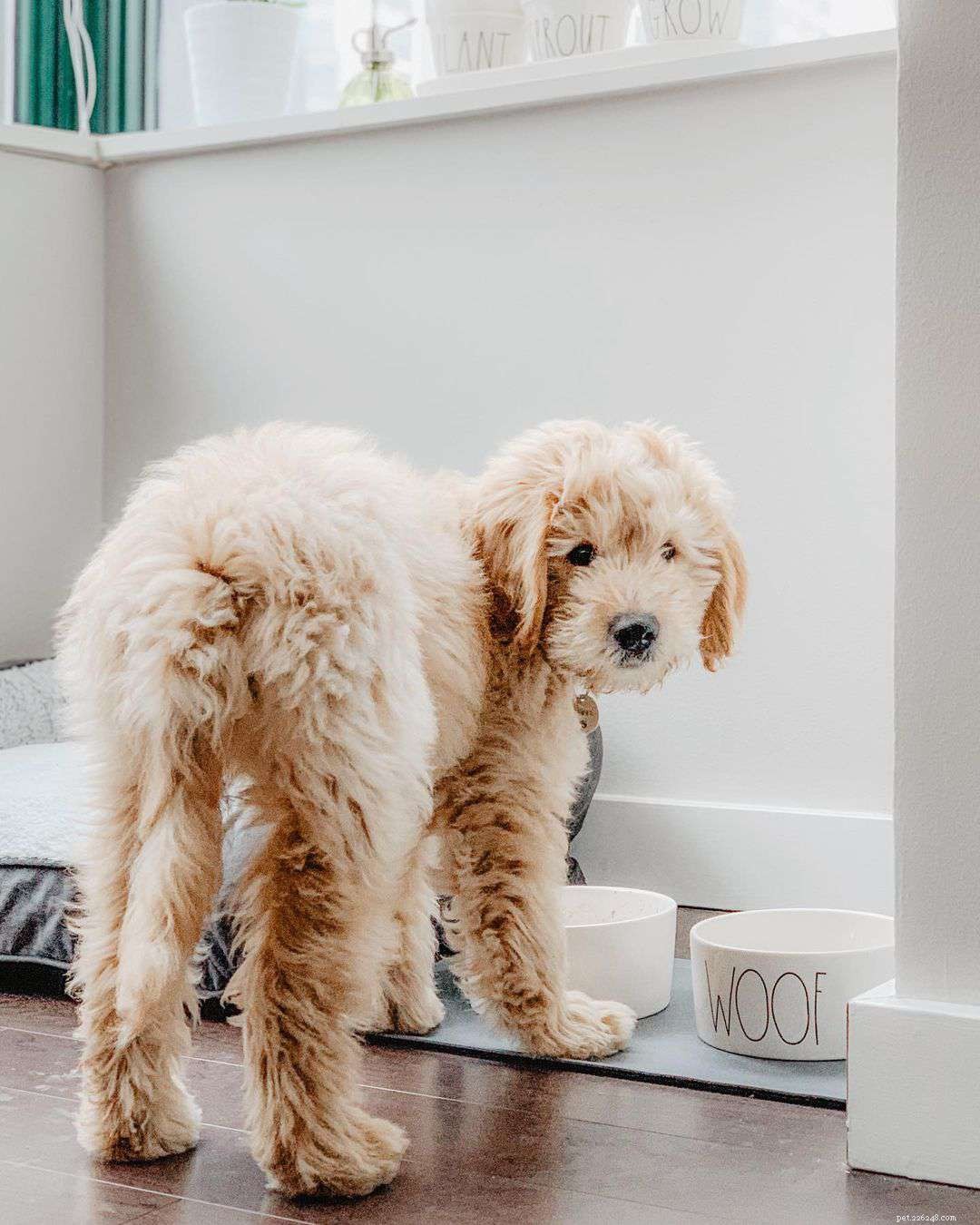 7 Must‑Follow Goldendoodle Instagram Accounts