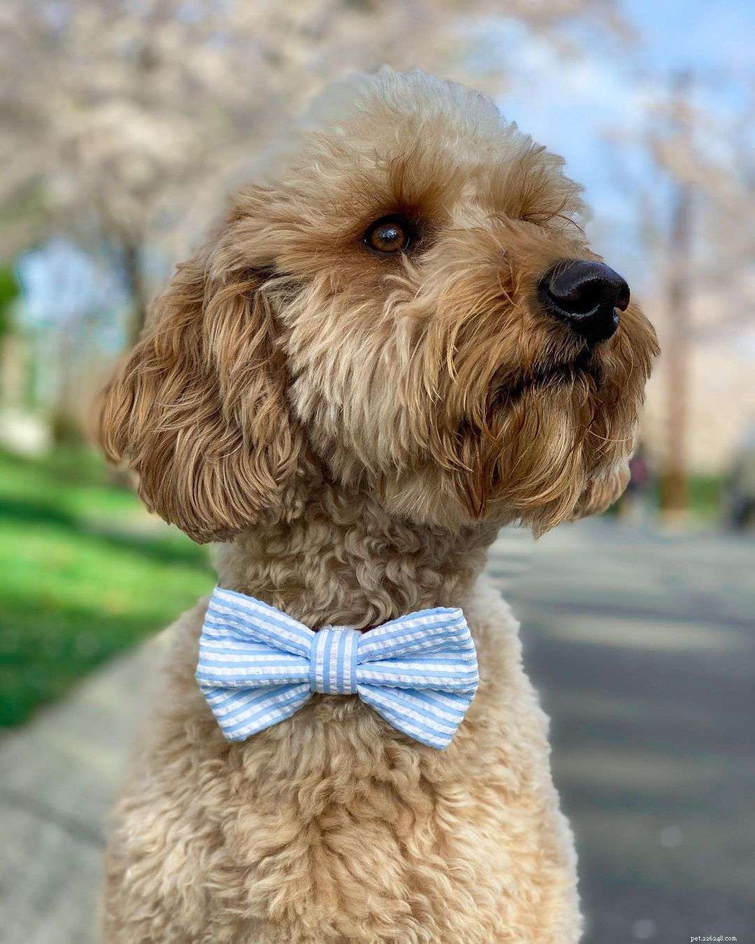 7 Must‑Follow Goldendoodle Instagram Accounts