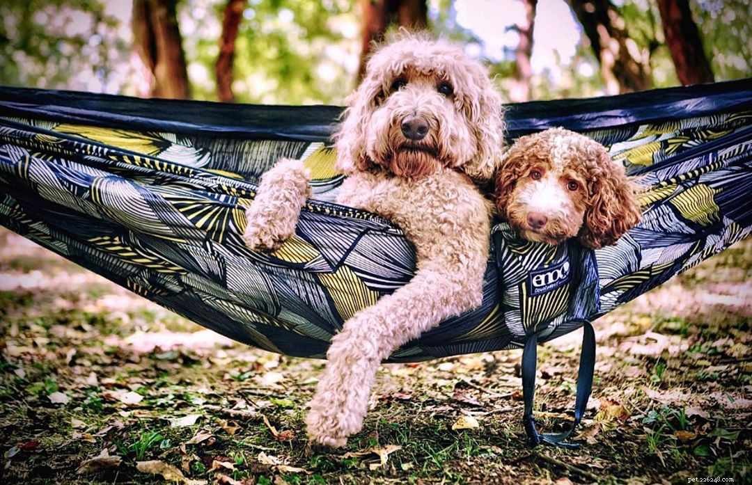 7 Must‑Follow Goldendoodle Instagram Accounts
