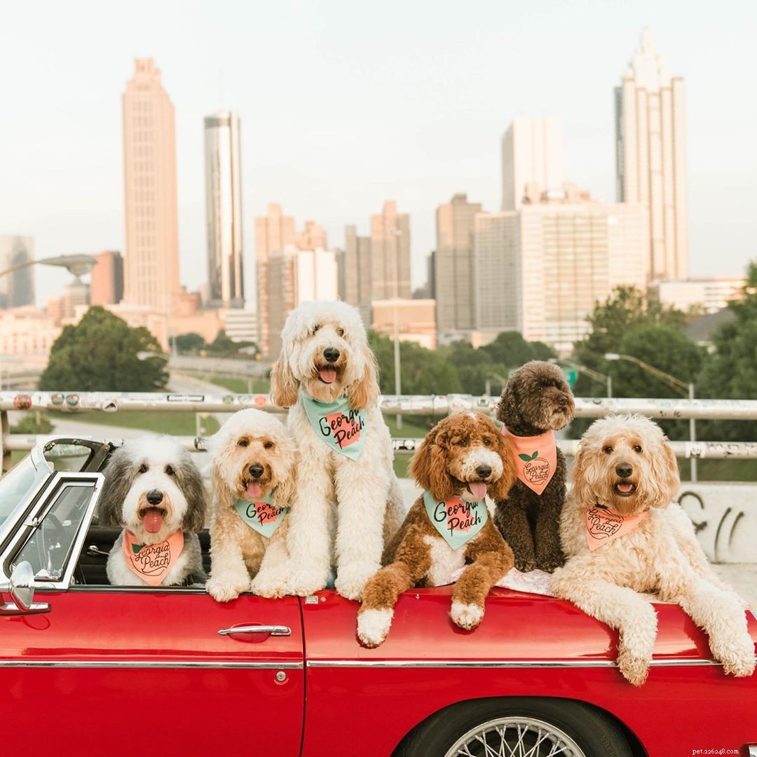 7 Must‑Follow Goldendoodle Instagram Accounts