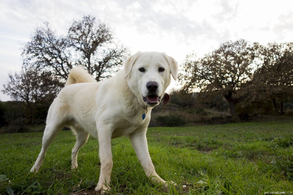 Akbash Dog Breed: History, Traits, and Care Guide