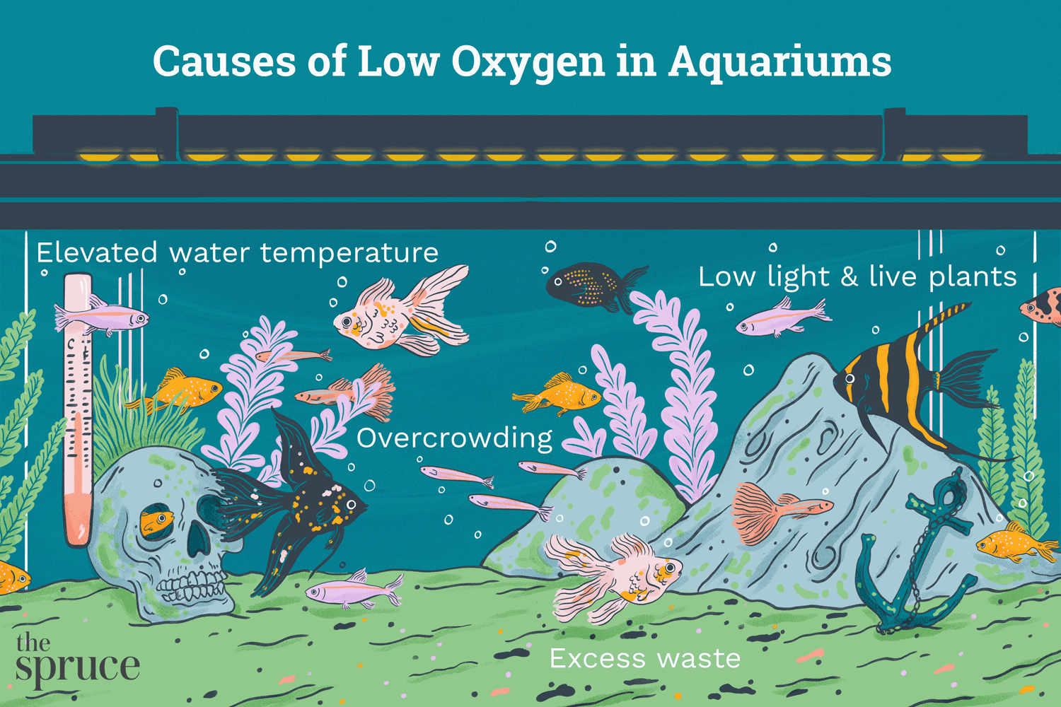 Diagnose & Fix Low Oxygen Levels in Your Aquarium