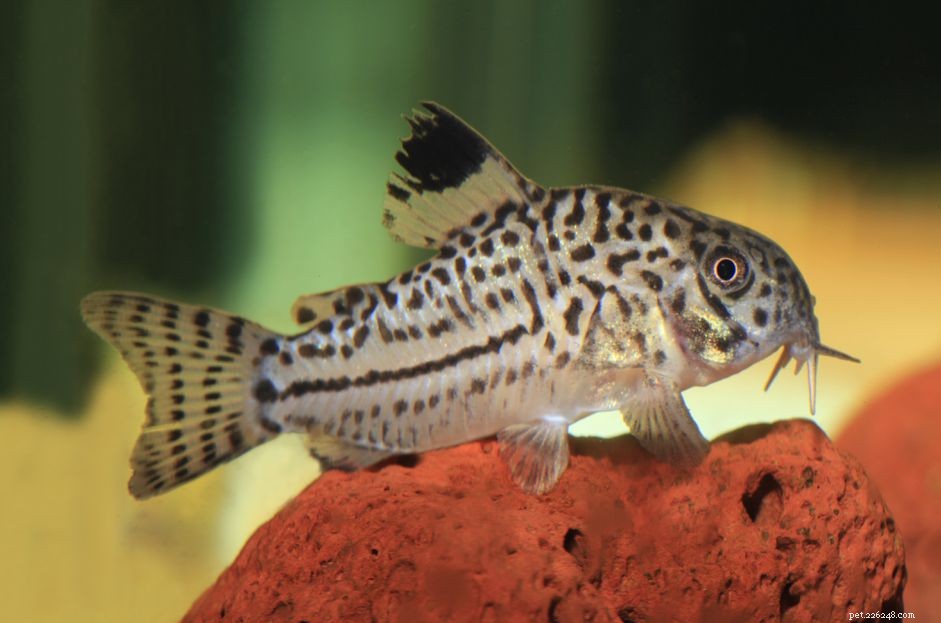 Create Cost‑Effective DIY Aquarium Filter Bags with Household Materials