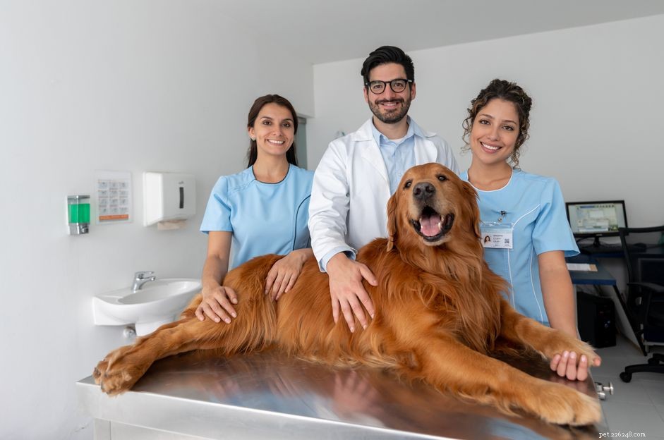 Heartfelt Gift Ideas to Show Appreciation to Your Veterinary Team
