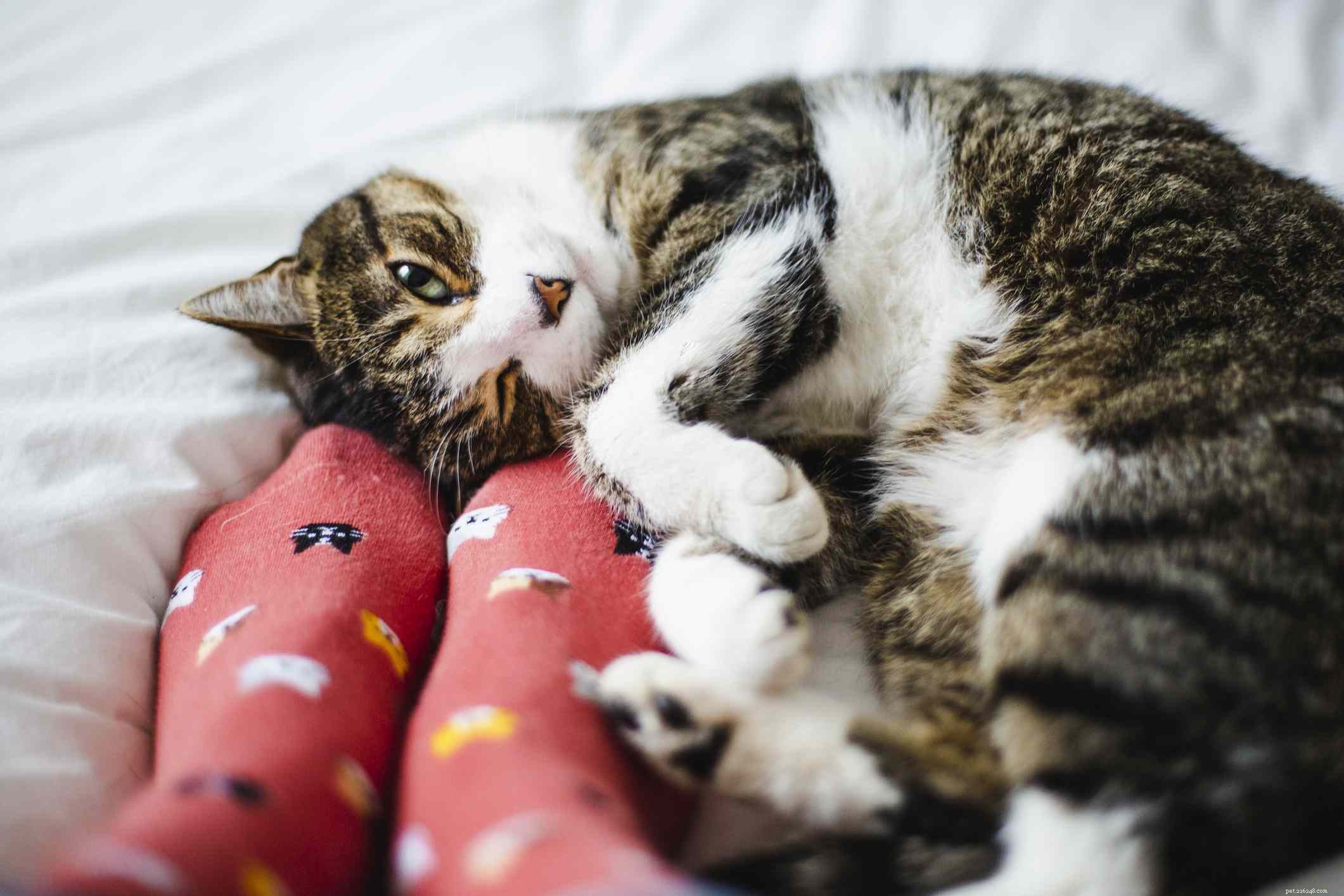 Heartfelt Gift Ideas to Show Appreciation to Your Veterinary Team