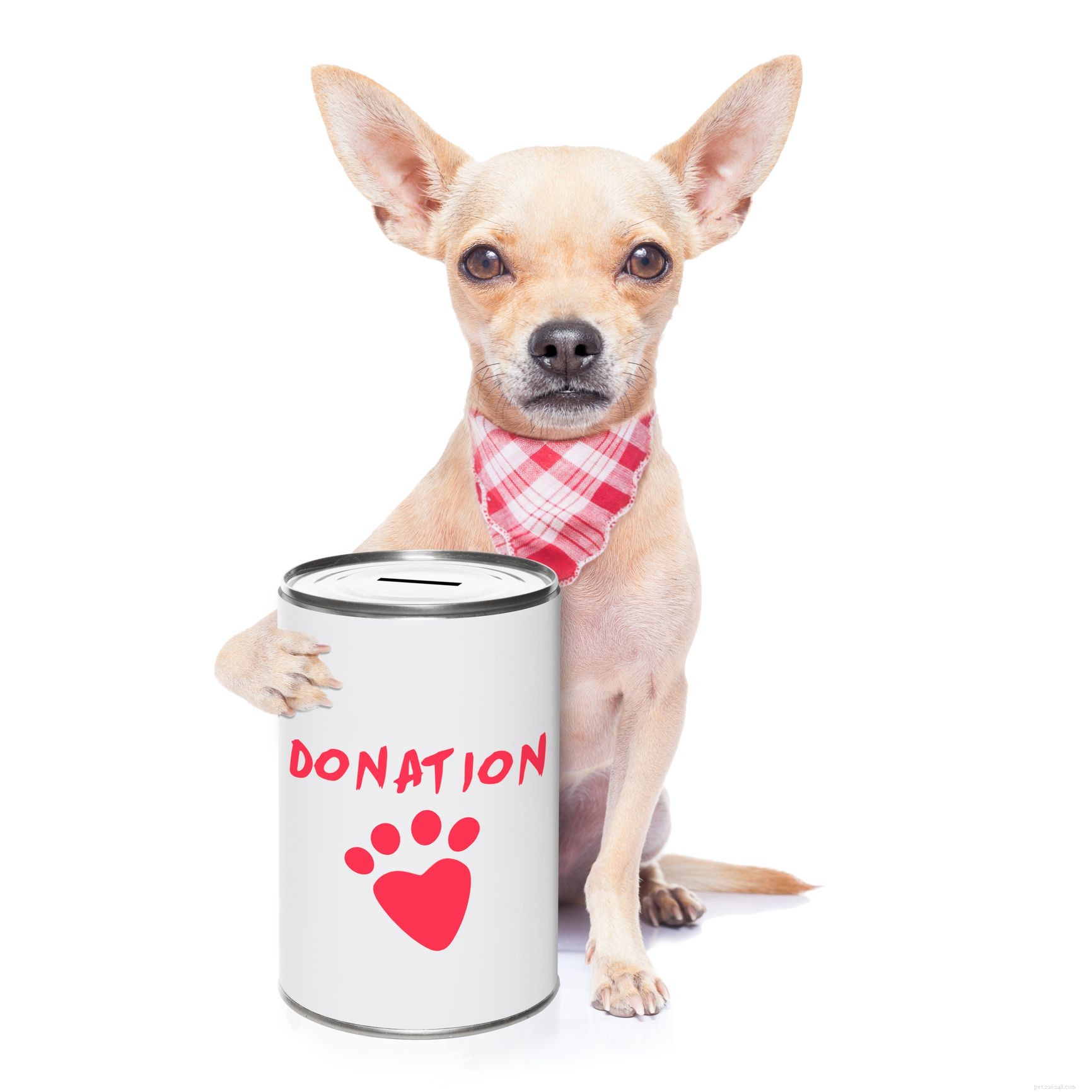 Heartfelt Gift Ideas to Show Appreciation to Your Veterinary Team
