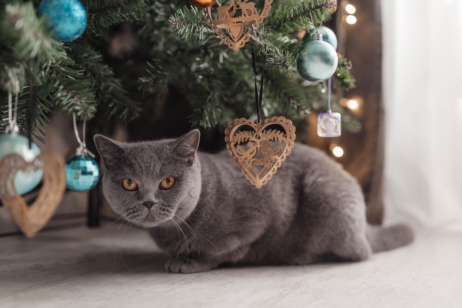Handling Pet Health Emergencies During Holidays: A Practical Guide