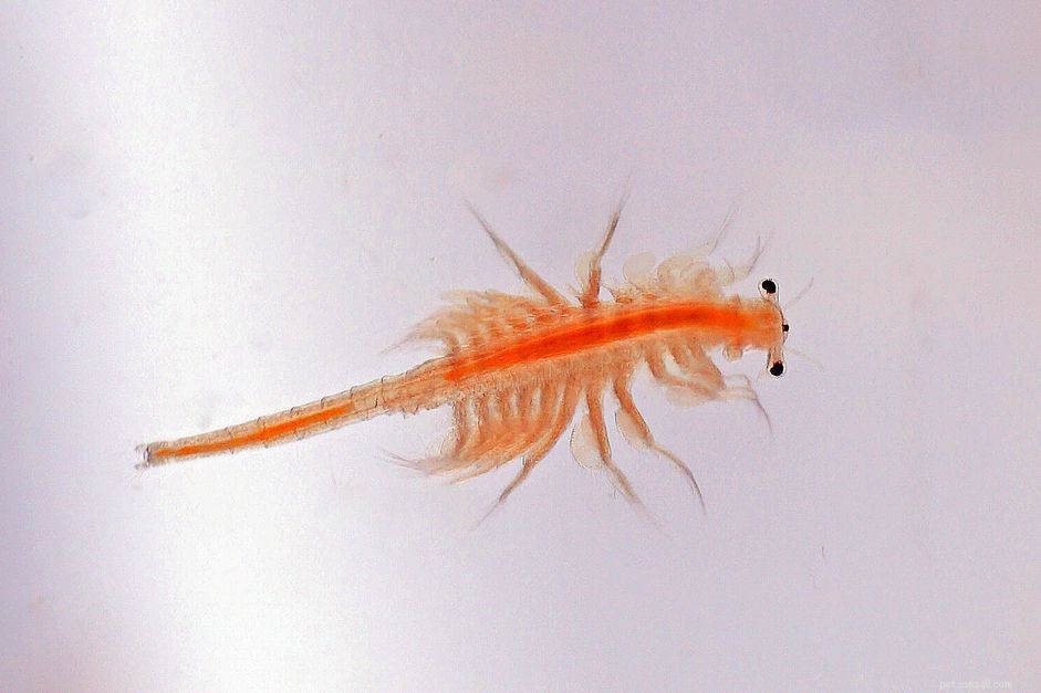 How to Hatch Brine Shrimp at Home: A Step‑by‑Step Guide