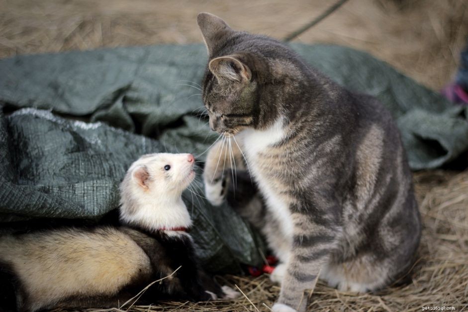 How Ferrets Coexist With Dogs, Cats, and Other Pets