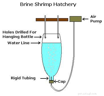 How to Hatch Brine Shrimp at Home: A Step‑by‑Step Guide