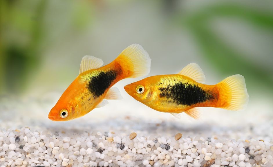 Explore the Diverse Varieties of Platy Fish (Xiphophorus spp.) – Easy to Care, Colorful, and Live-Bearing