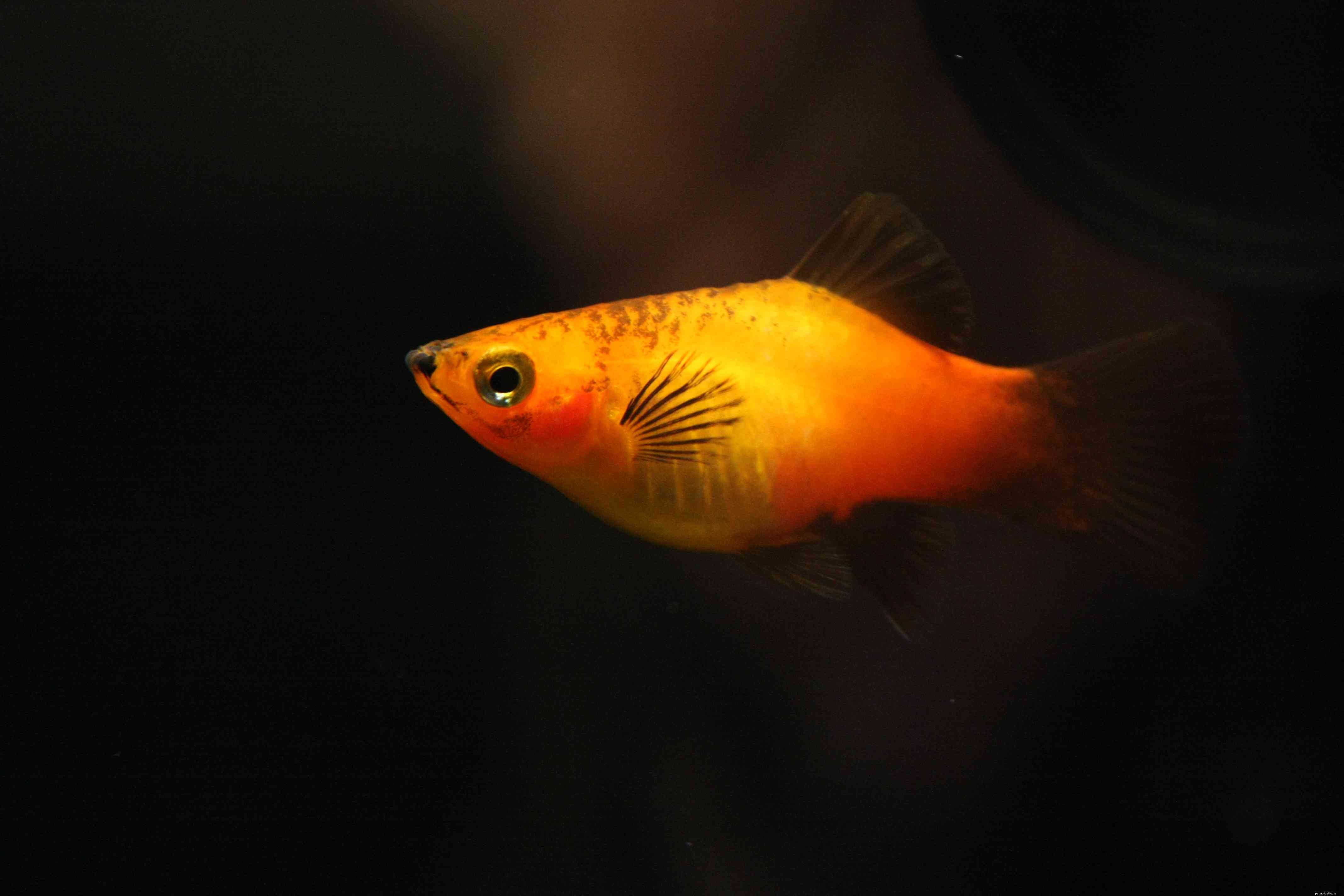 Explore the Diverse Varieties of Platy Fish (Xiphophorus spp.) – Easy to Care, Colorful, and Live-Bearing