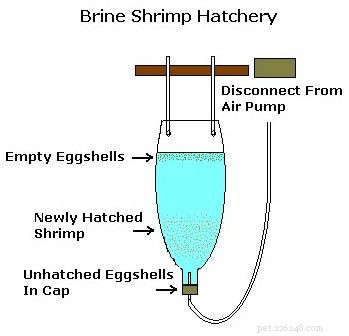 How to Hatch Brine Shrimp at Home: A Step‑by‑Step Guide