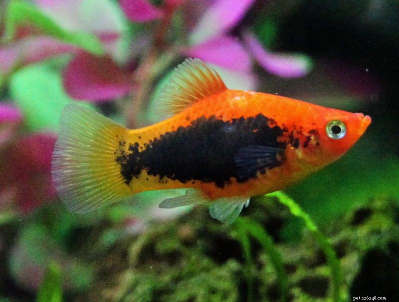 Explore the Diverse Varieties of Platy Fish (Xiphophorus spp.) – Easy to Care, Colorful, and Live-Bearing
