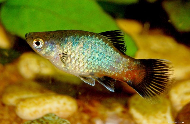 Explore the Diverse Varieties of Platy Fish (Xiphophorus spp.) – Easy to Care, Colorful, and Live-Bearing
