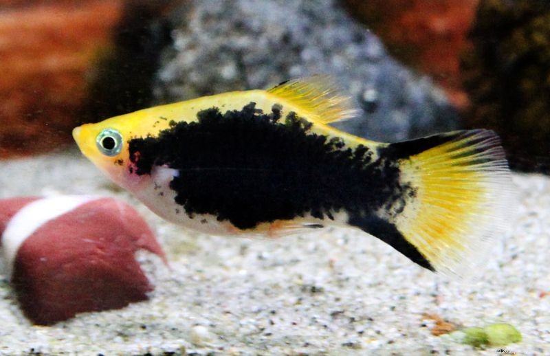 Explore the Diverse Varieties of Platy Fish (Xiphophorus spp.) – Easy to Care, Colorful, and Live-Bearing