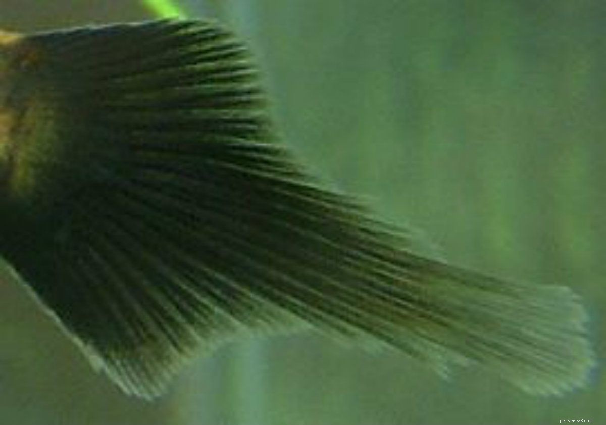 Explore the Diverse Varieties of Platy Fish (Xiphophorus spp.) – Easy to Care, Colorful, and Live-Bearing