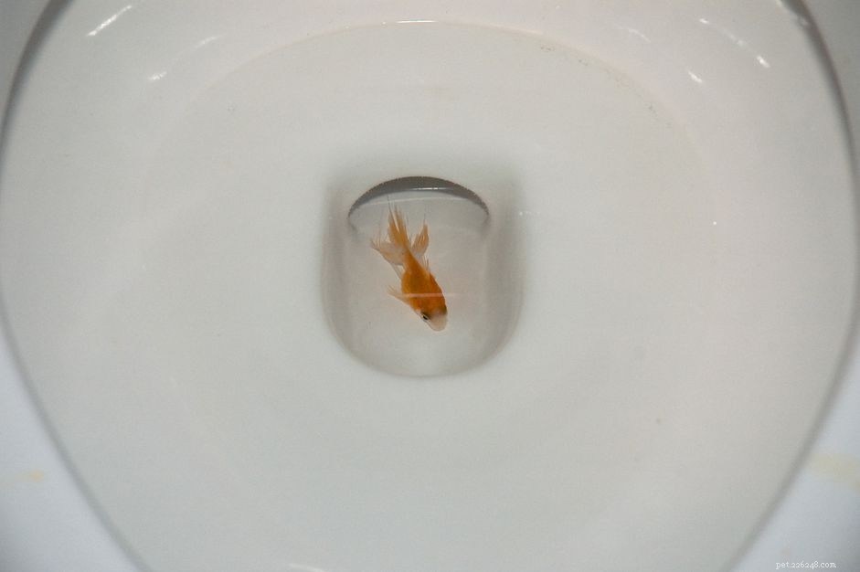 How to Safely Discard Unwanted Fish: Avoid Flushing