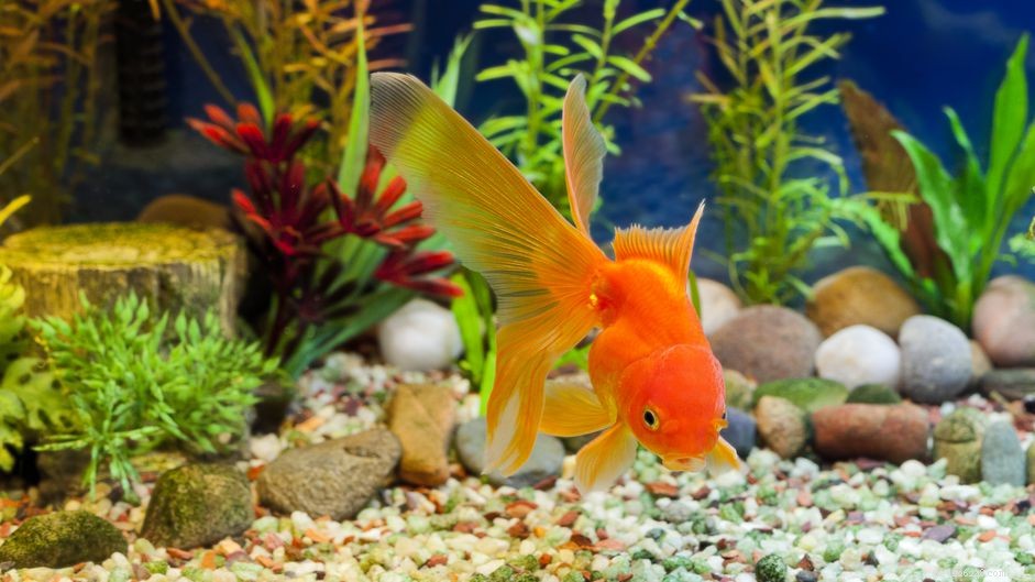 Expert Guide: Safely Replacing Aquarium Substrate Without Disrupting Beneficial Bacteria