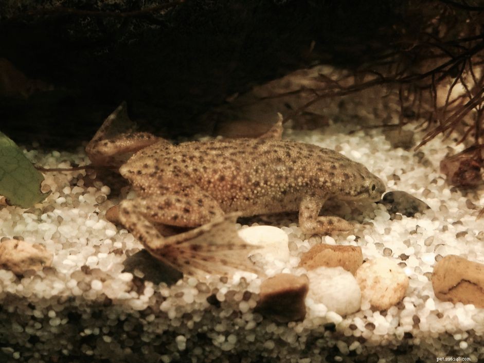 Frog Dropsy Explained: Symptoms, Causes, and Care for African Dwarf Frogs