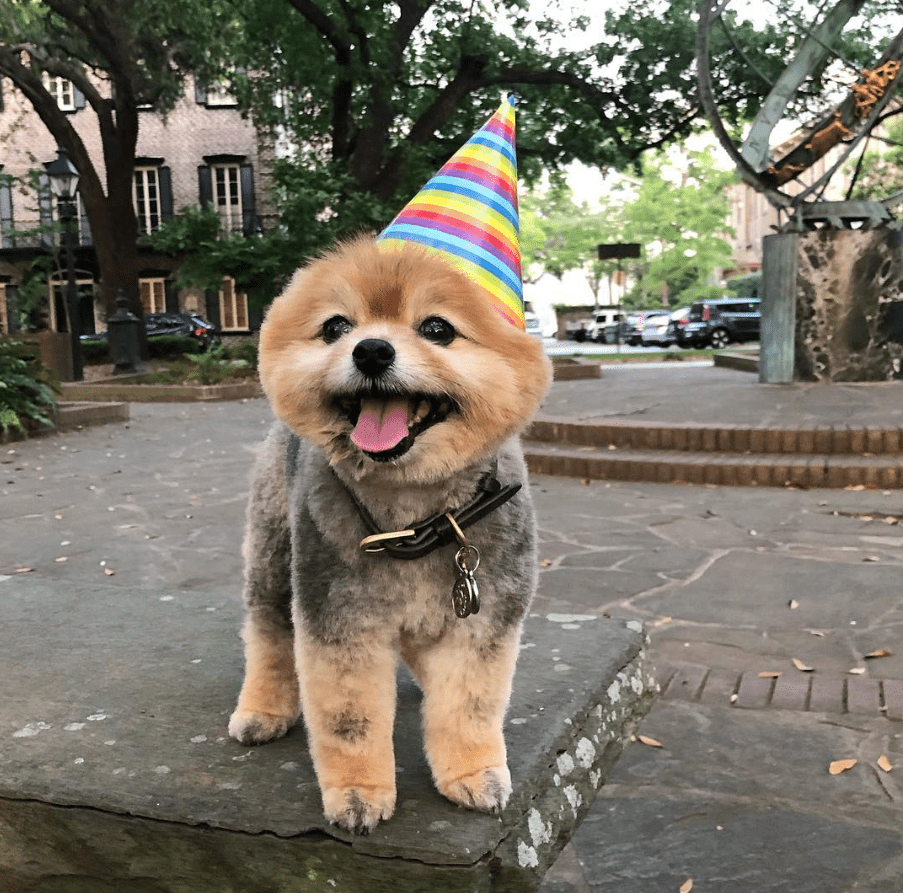 9 Must‑Follow Pomeranian Instagram Accounts That Will Melt Your Heart