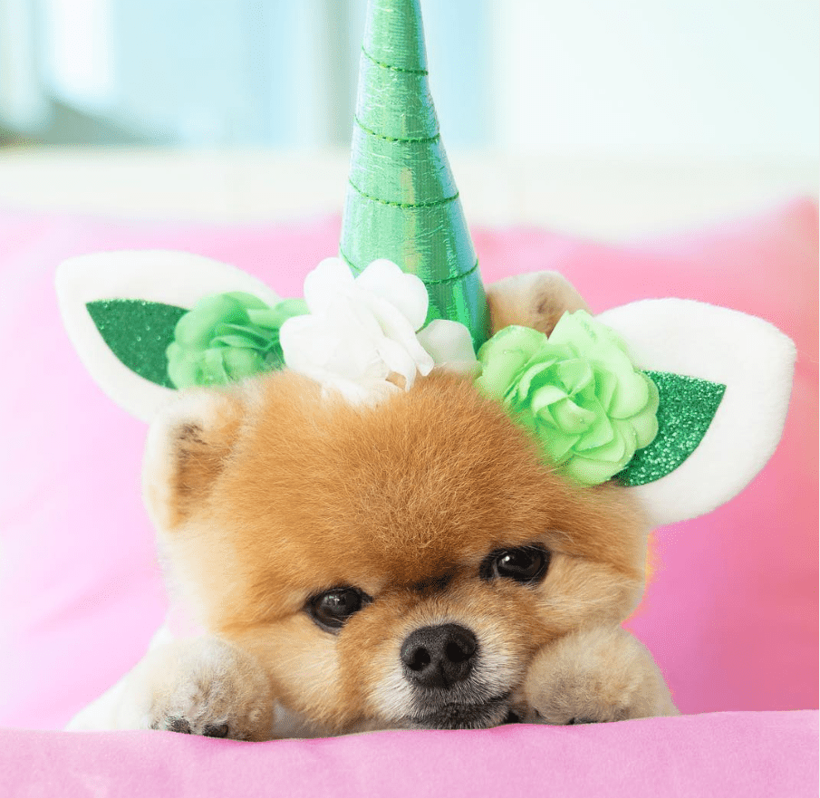9 Must‑Follow Pomeranian Instagram Accounts That Will Melt Your Heart