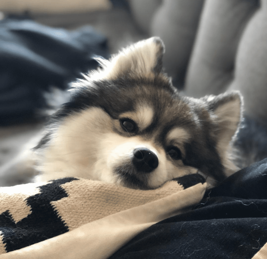 9 Must‑Follow Pomeranian Instagram Accounts That Will Melt Your Heart