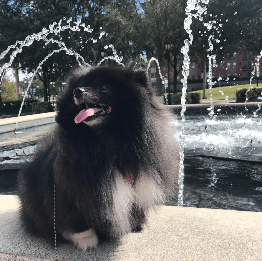 9 Must‑Follow Pomeranian Instagram Accounts That Will Melt Your Heart