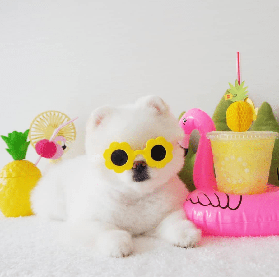 9 Must‑Follow Pomeranian Instagram Accounts That Will Melt Your Heart