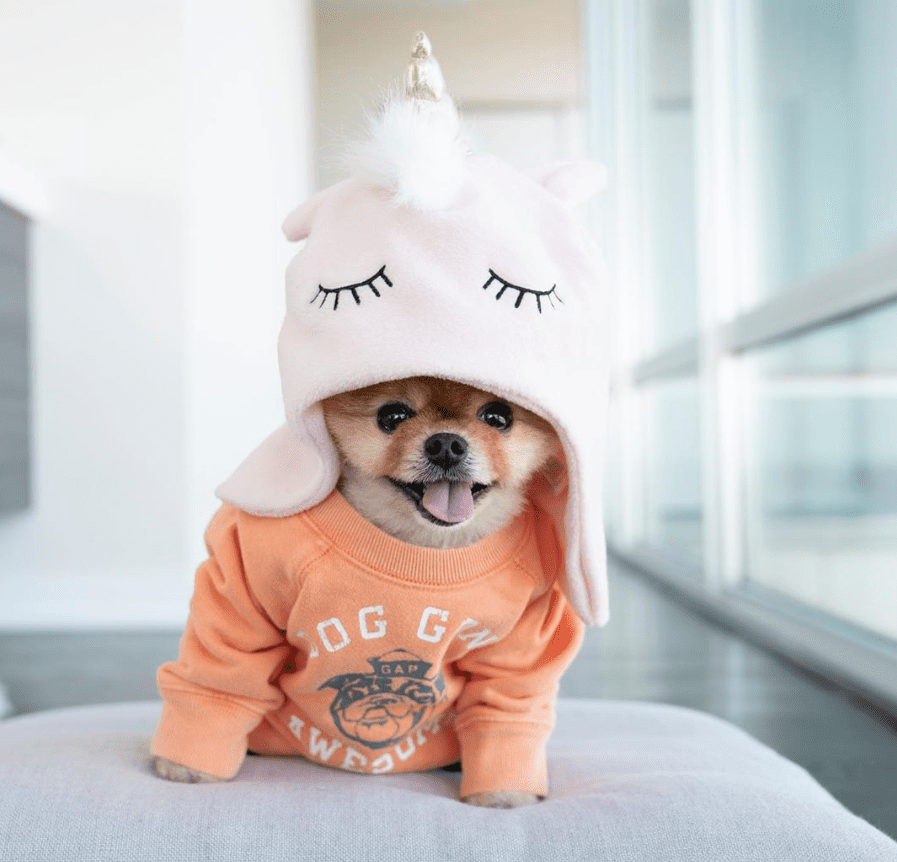 9 Must‑Follow Pomeranian Instagram Accounts That Will Melt Your Heart