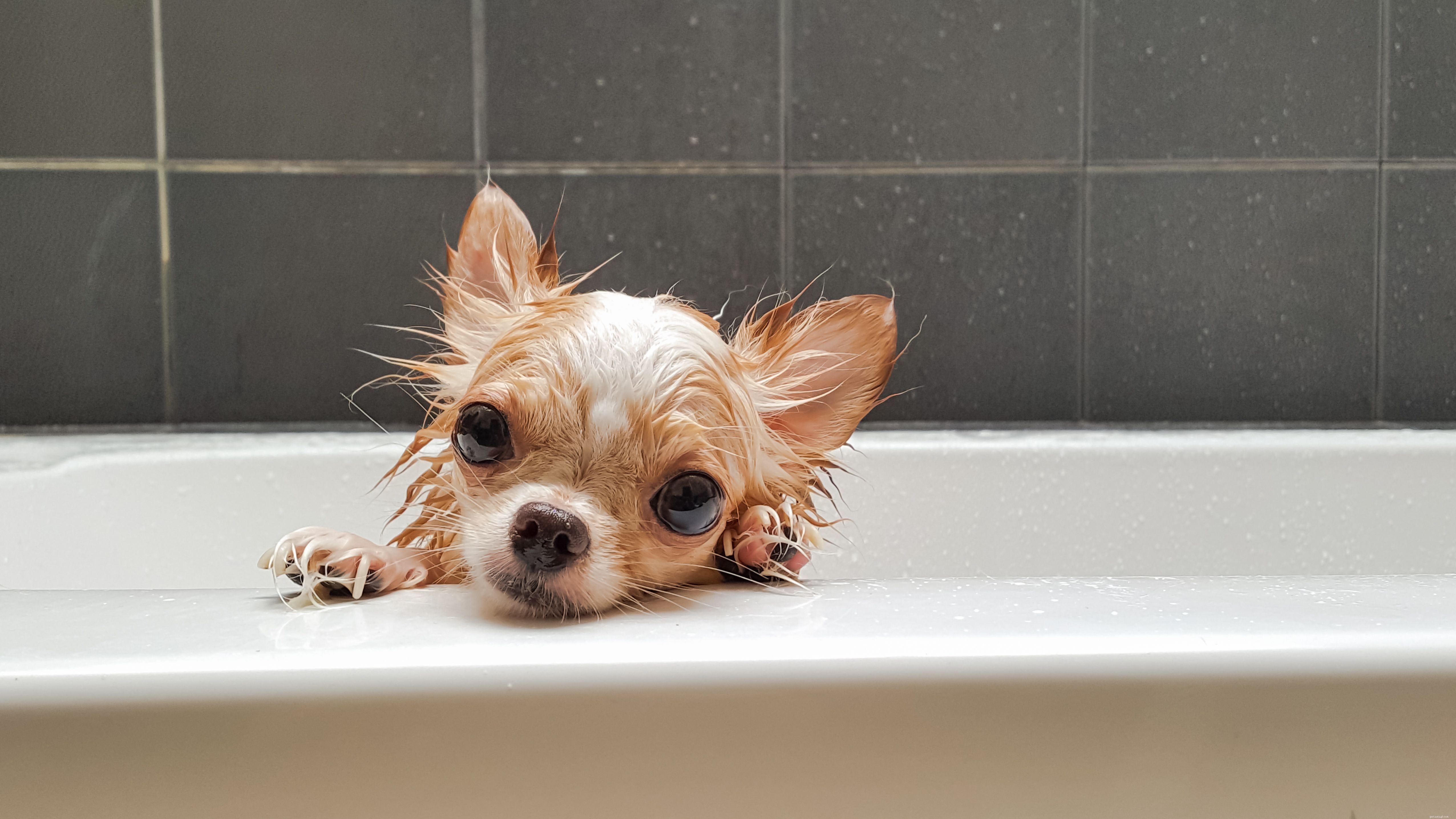 8 Dogs Rejuvenate at the Spa: A Guide to Pet Wellness