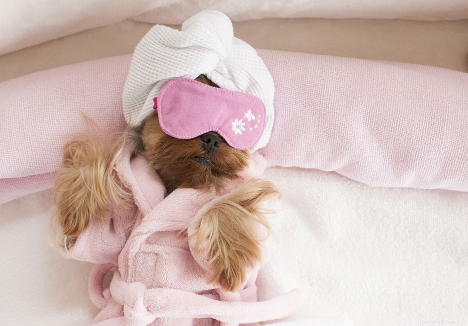 8 Dogs Rejuvenate at the Spa: A Guide to Pet Wellness