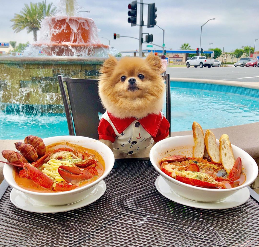 9 Must‑Follow Pomeranian Instagram Accounts That Will Melt Your Heart