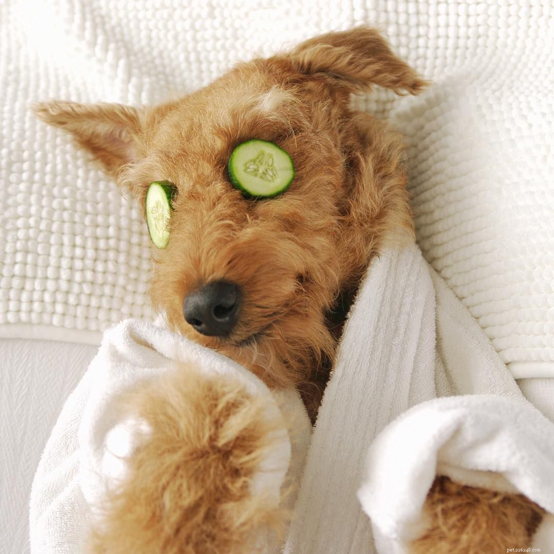 8 Dogs Rejuvenate at the Spa: A Guide to Pet Wellness