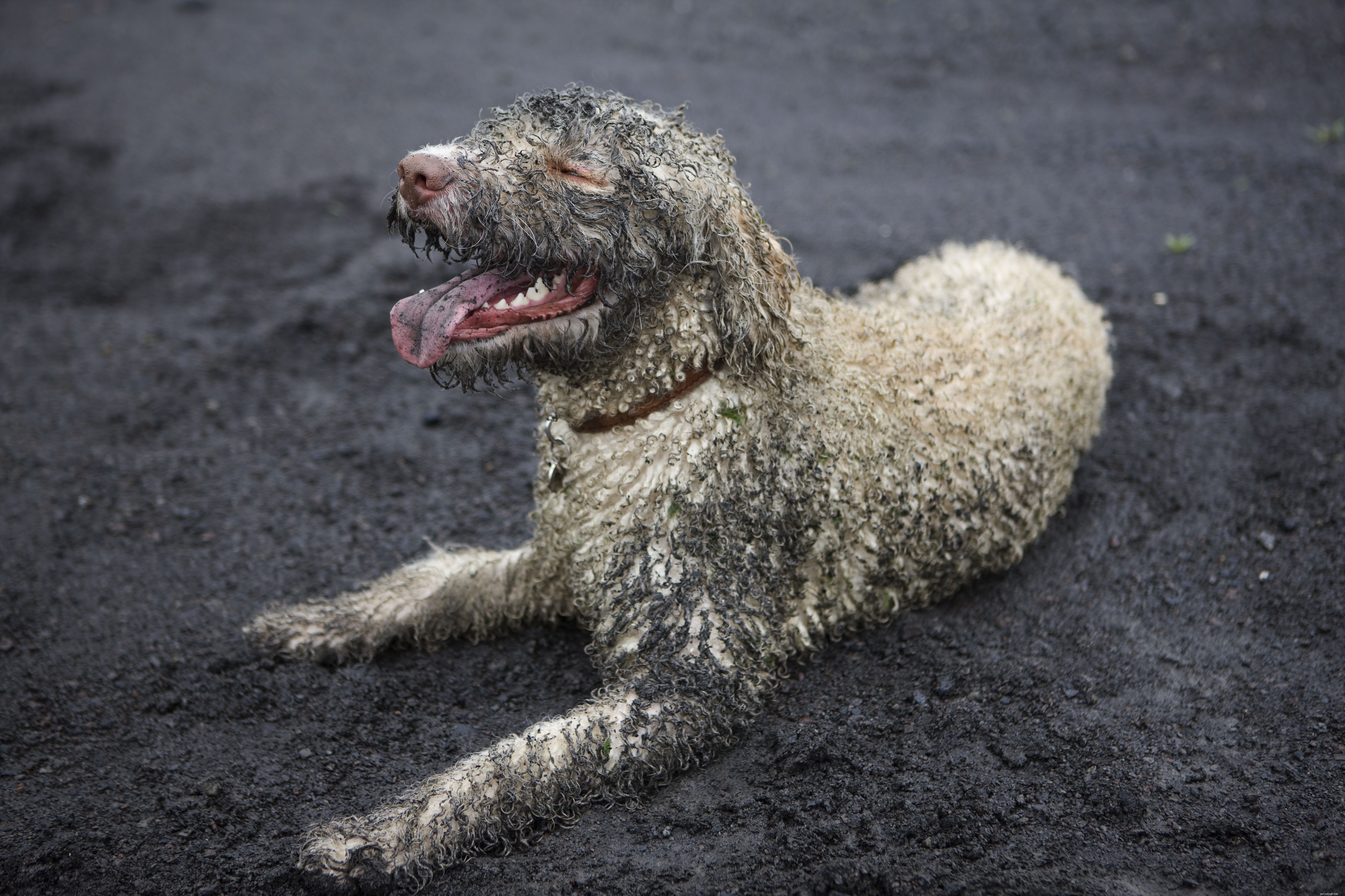8 Dogs Rejuvenate at the Spa: A Guide to Pet Wellness