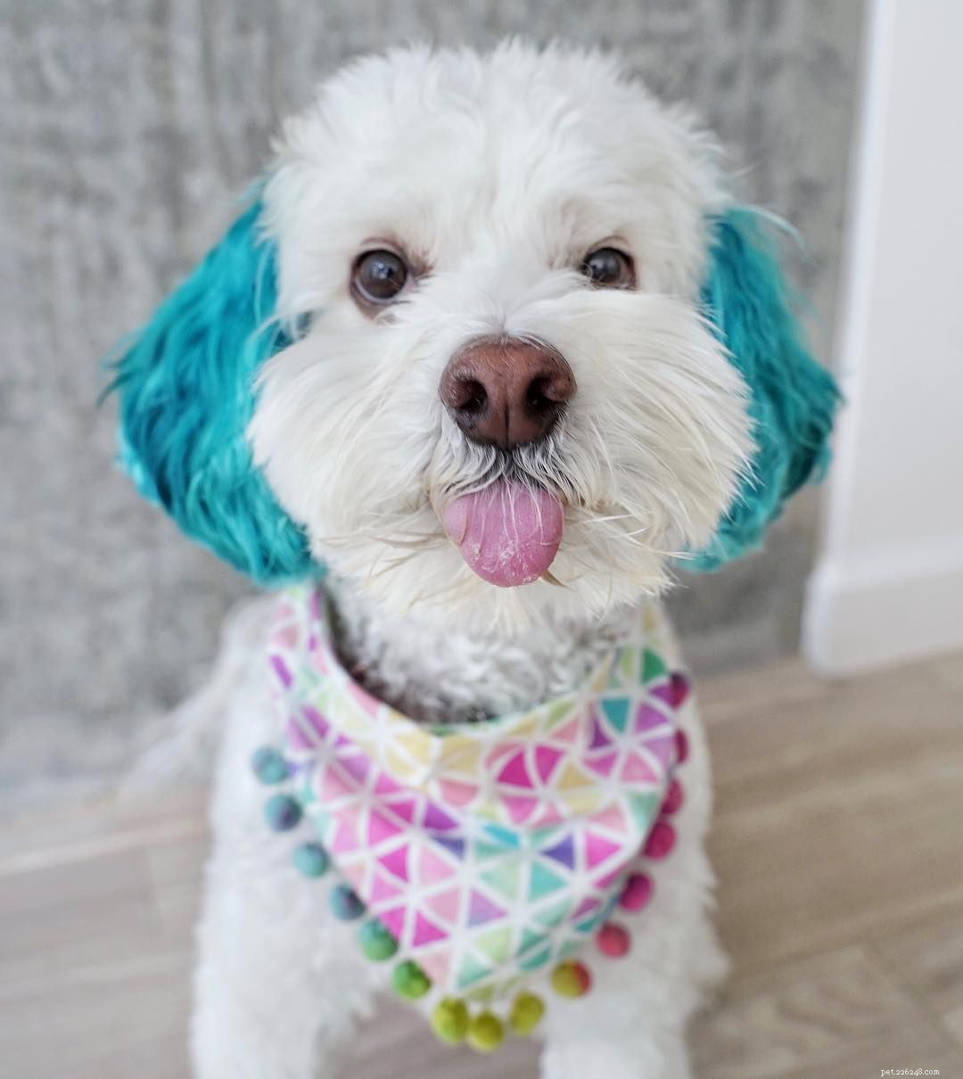 8 Dogs Rejuvenate at the Spa: A Guide to Pet Wellness