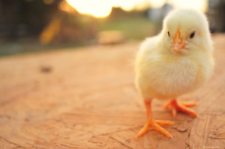 9 Heartwarming Baby Bird Photos to Melt Your Heart