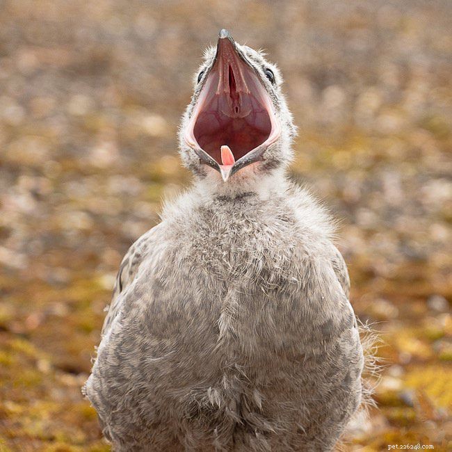 9 Heartwarming Baby Bird Photos to Melt Your Heart