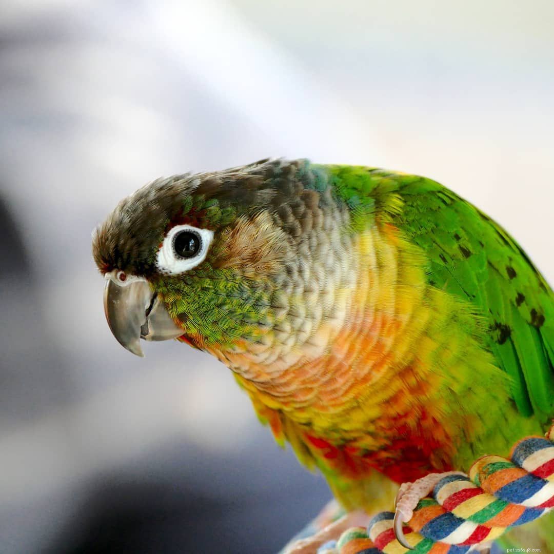 9 Heartwarming Baby Bird Photos to Melt Your Heart