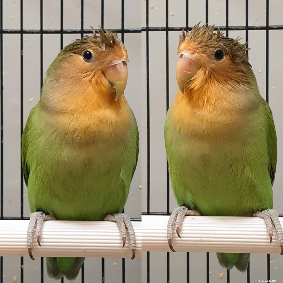 9 Heartwarming Baby Bird Photos to Melt Your Heart