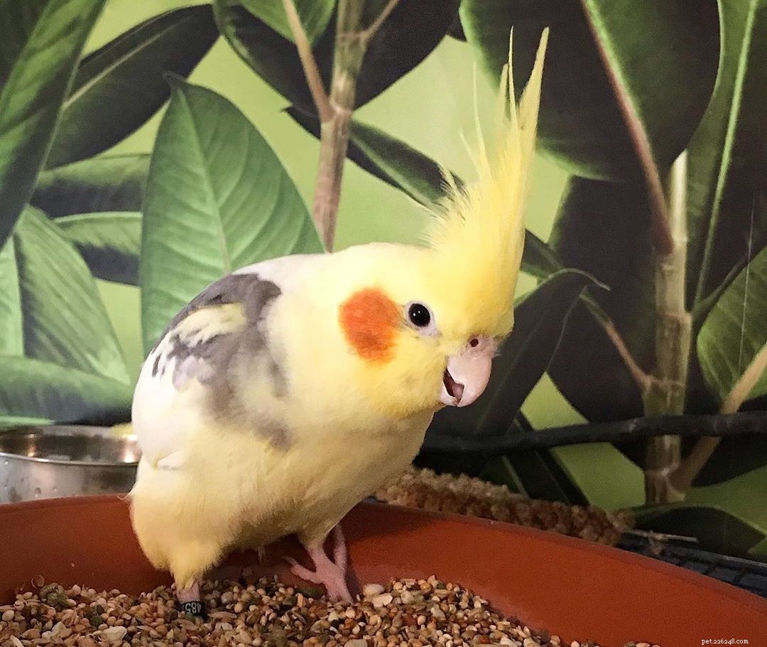 9 Heartwarming Baby Bird Photos to Melt Your Heart