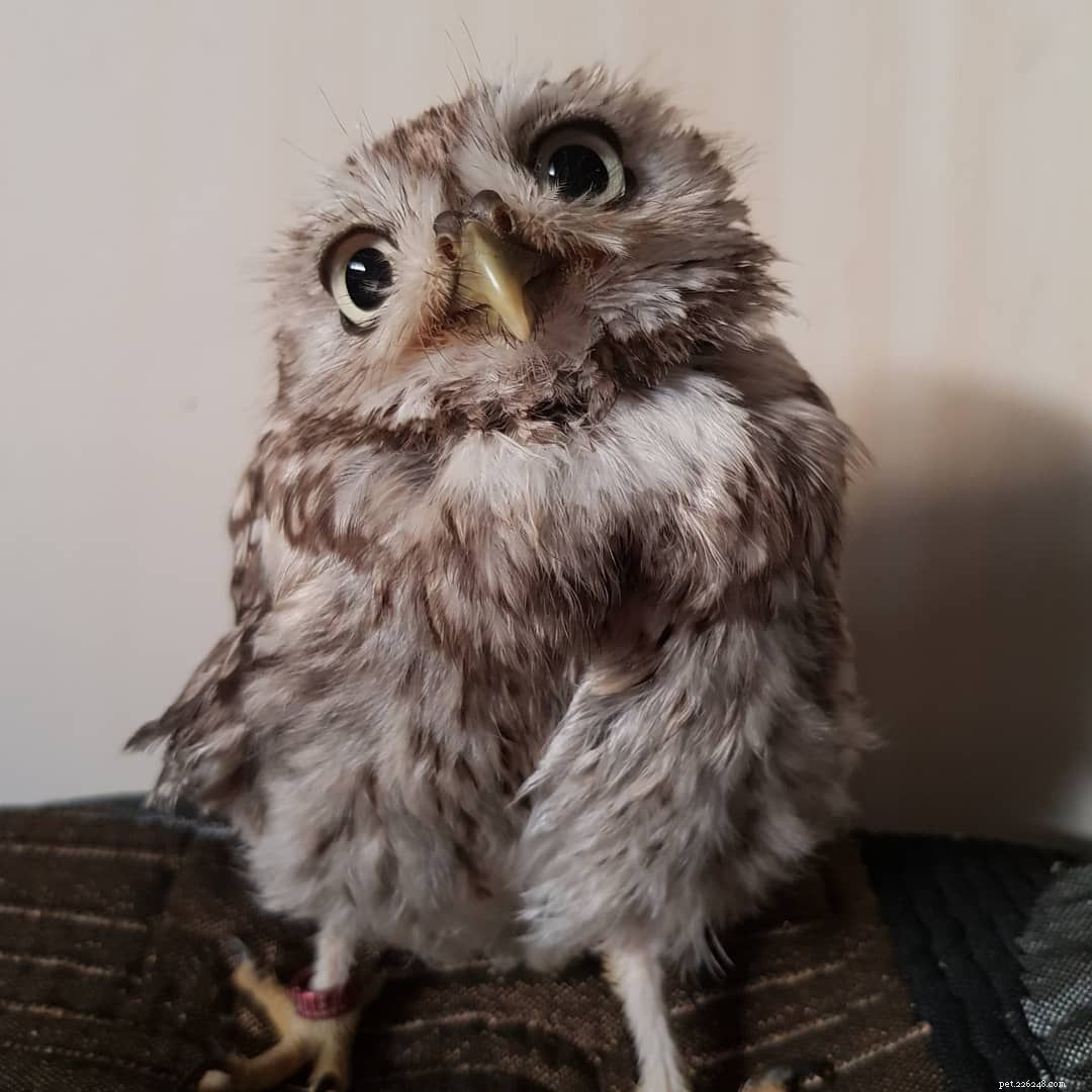 9 Heartwarming Baby Bird Photos to Melt Your Heart