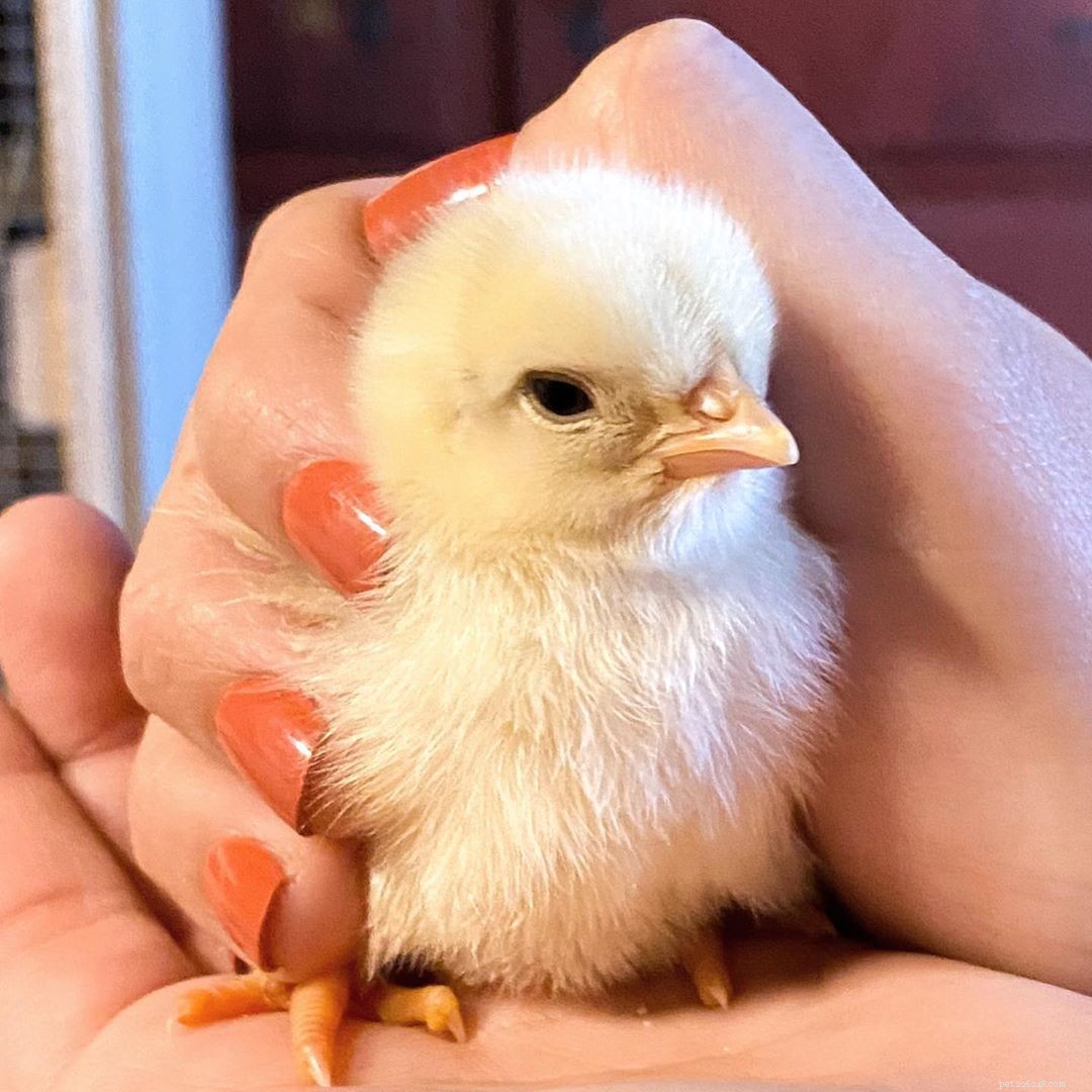 9 Heartwarming Baby Bird Photos to Melt Your Heart