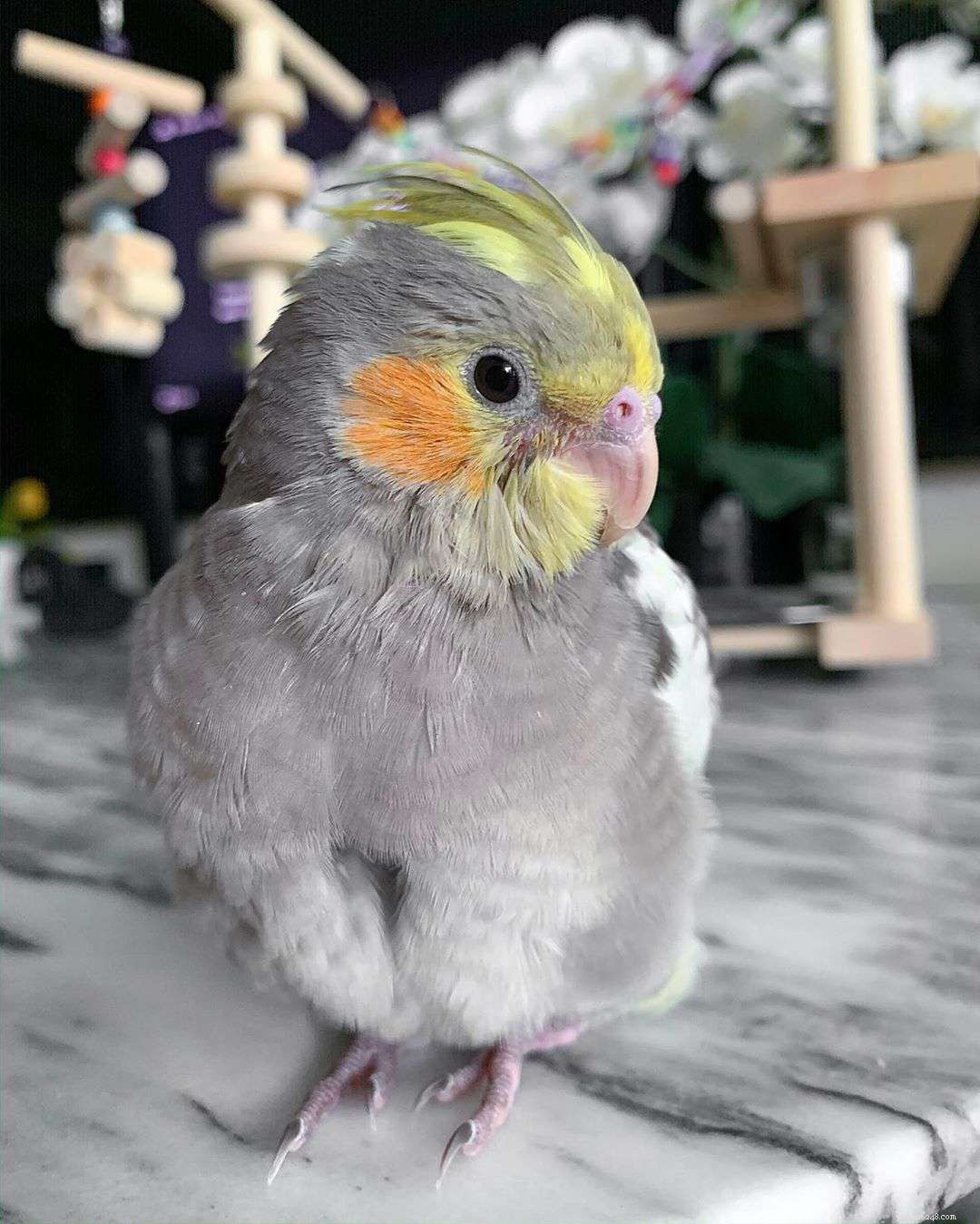 9 Heartwarming Baby Bird Photos to Melt Your Heart