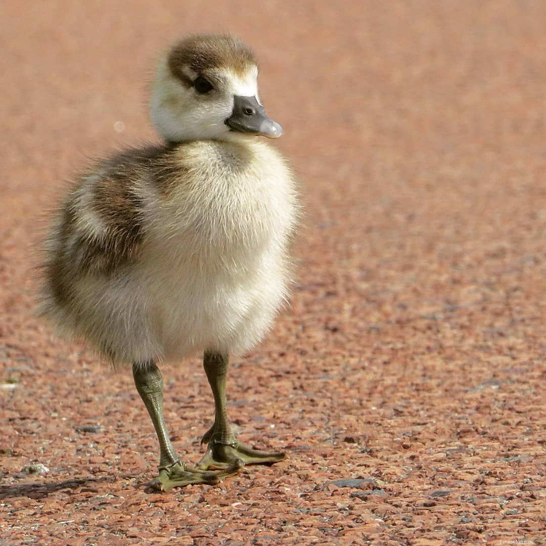 9 Heartwarming Baby Bird Photos to Melt Your Heart
